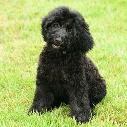 Sheepadoodle Puppies from Riley Grace Puppies