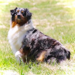 Stryker - Australian Shepherd