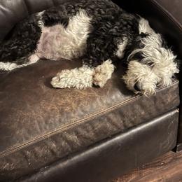 Assorted Doodle Crosses Puppies from Hippdoodranch