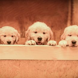 Golden Retriever Puppies from Rainbow Ridge Farm
