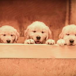 Golden Retriever Puppies from Rainbow Ridge Farm