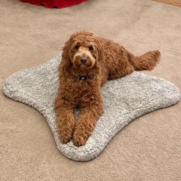 Morgan - Goldendoodle
