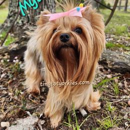 Mya - Yorkshire Terrier