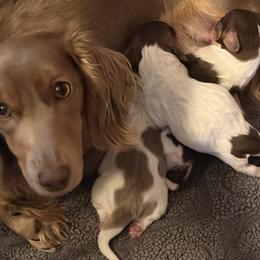 Major - Fawn (Isabella) male Dachshund puppy in Bentonville, Arkansas from T & D Dachshunds by design