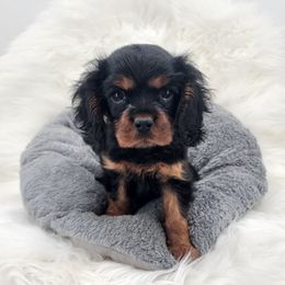 Cavalier King Charles Spaniel Puppies from Heritage Garden Cavaliers