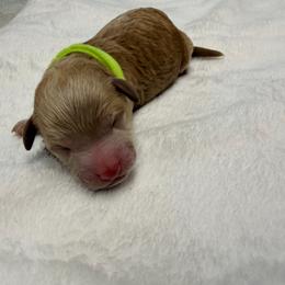Aramis - Apricot male Poodle puppy in Bremerton, Washington from Lincoln Luxe Poodles
