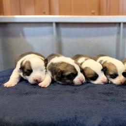Girl 2 - female Pembroke Welsh Corgi puppy in Saint Ignatius, Montana from Rustic Barn Kennels