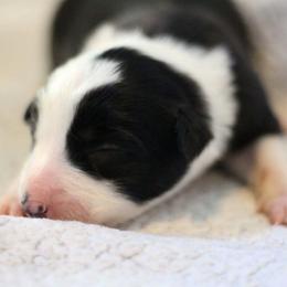 Lavender - Black and white female Border Collie puppy in Opelousas, Louisiana from Zahara Border Collies
