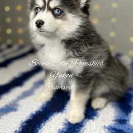 Yukon - Gray and white male Pomsky puppy in Rossville, Georgia from Scenic City Pomskies