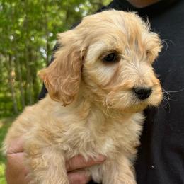Edith's purple - Apricot female Goldendoodle puppy in Hardeeville, South Carolina from Pups of the Lowcountry