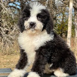 Santa Fe - Black and white female Bernedoodle puppy in Sioux Falls, South Dakota from WhiskeyCreek Doodles