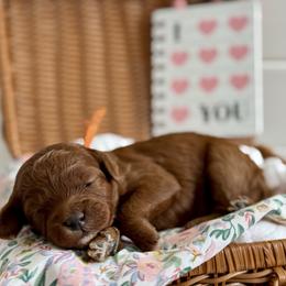 Orange - Red  female Goldendoodle puppy in Hesperia, Michigan from Red Acres Poodles & Doodles