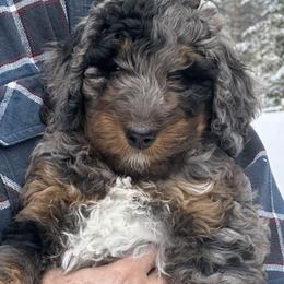 Bernedoodles from Mountain Dreamin' Bernedoodles