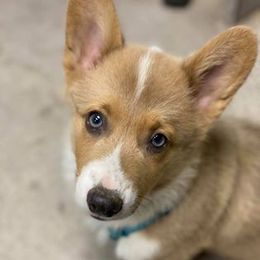 Kahluah - Pembroke Welsh Corgi