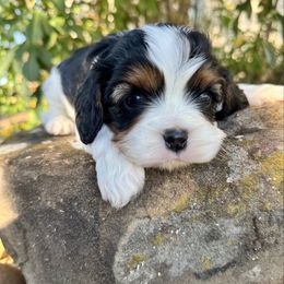 Drip Tri Male - Tri-color male Cavalier King Charles Spaniel puppy in El Campo, Texas from Longhorn Cavaliers