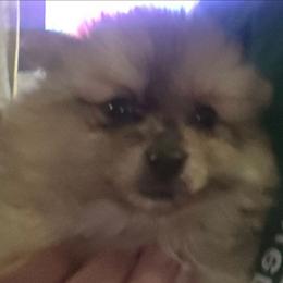 Sable merle - Chocolate merle male Pomeranian puppy in Hazleton, Indiana from Hyneman's Haven Poms