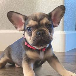 French Bulldog Puppies from Lavish Bullyz