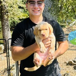 DJ (now Roger) - Yellow male Labrador Retriever puppy in Penn Valley, California from Pleasant Valley Creekside Ranch, LLC