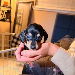 Pixie (purple) - Black and cream female Dachshund puppy in Modesto, California from Once Upon a Mini Dachshund