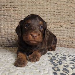 Brownie - Brown roan male Cockapoo puppy in Missouri from KDK Missouri Miniature Poodles