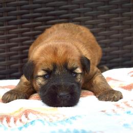 Ash - Wheaten male Soft Coated Wheaten Terrier puppy in Kirksville, Missouri from Ironwood Ridge Kennels