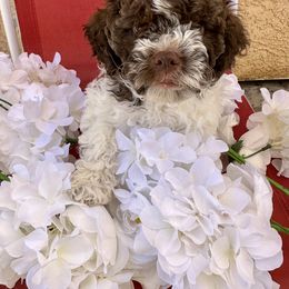 Lagotto Romagnolo Puppies from Anna’s Lagottos