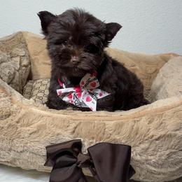 Eclair - Liver male Yorkshire Terrier puppy in Prosper, Texas from DaintyDawlz
