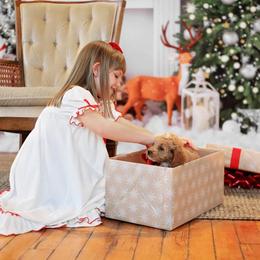 Cockapoo, Cocker Spaniel, and Goldendoodle Puppies from Robbin's Treasures