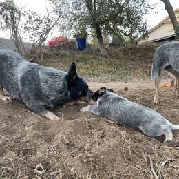 Australian Cattle Dog Puppies from Tin Roof Australian Cattle Dogs