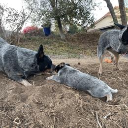 Australian Cattle Dog Puppies from Tin Roof Australian Cattle Dogs
