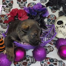 German Shepherd Puppies from Persevere Kennels