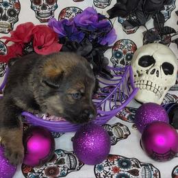 German Shepherd Puppies from Persevere Kennels