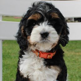 Bernedoodle, Bernese Mountain Dog, Cavapoo, Goldendoodle, and Poodle Puppies from Happy Valley Puppies