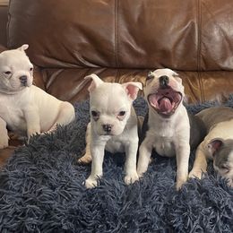 Boston Terriers from CKC