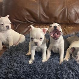 Boston Terriers from CKC