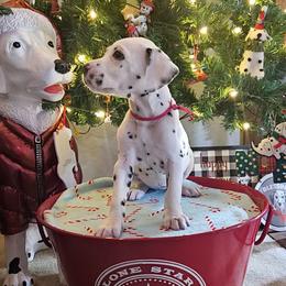 Aurora - White and black female Dalmatian puppy in Katy, Texas from Lone Star Dalmatians