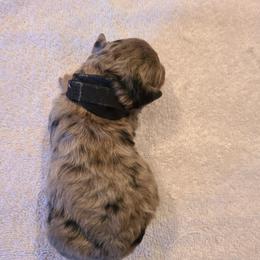 Boy 2 - male Bernedoodle puppy in Dugway, Utah from Luv4Bernedoodles