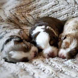 Miniature Australian Shepherd Puppies from AG Aussies