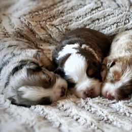 Miniature Australian Shepherd Puppies from AG Aussies