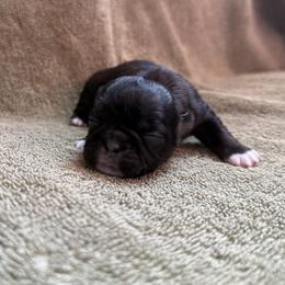 Mudslide - Gold male Shih Tzu puppy in Sharon, Pennsylvania from Keystone Danes and Shih tzus