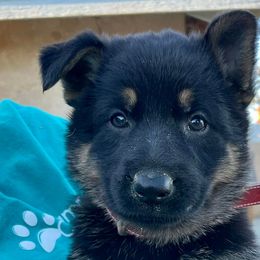Belgian Malinois, Belgian Tervuren, and German Shepherds from Du Poilu