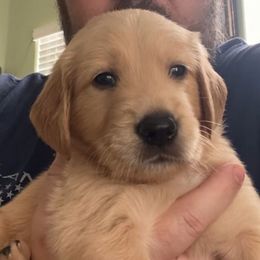 Mr Grey Fox - Golden male Golden Retriever puppy in Fresno, California from Warwick’s Central California Goldens