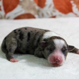 Sally - Blue merle female Miniature Australian Shepherd puppy in Bauxite, Arkansas from J & B Mini Aussies