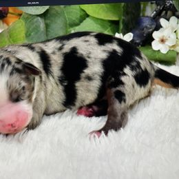 Luke - Blue merle male Australian Shepherd puppy in Ranger, Texas from Outback Mini Aussies