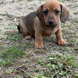 Butterball - Red female Dachshund puppy in Spokane, Washington from Beautiful Beans