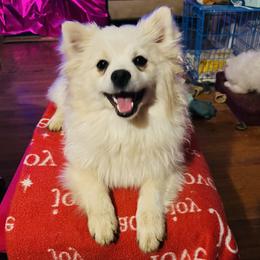 Terri - Cream female Pomeranian puppy in St. Louis, Missouri from Saint Louis Pomeranian babies