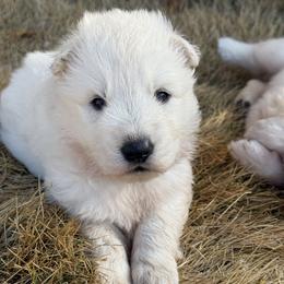 Titan - White male German Shepherd puppy in Bexar County, Texas from Scenic Creek German Shepherds and White Swiss Shepherds