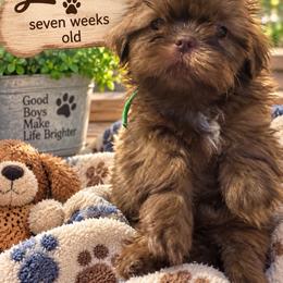 Joey green - Chocolate male Shih Tzu puppy in Augusta, Maine from Zulas Shih Tzu of Maine