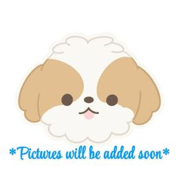 Gia - Liver female Shih Tzu puppy in California from Fairy Tails Shih Tzus CA