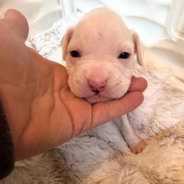Purple - White female Boxer puppy in Evington, Virginia from Boxer Tails